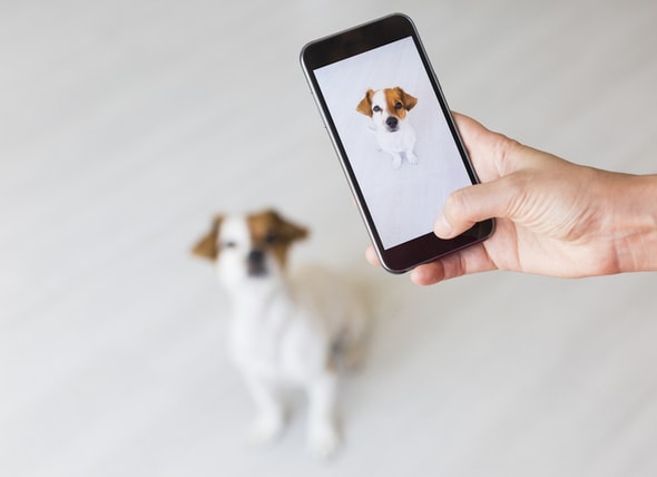 New App DoggZam! Can Identify Dog Breed 