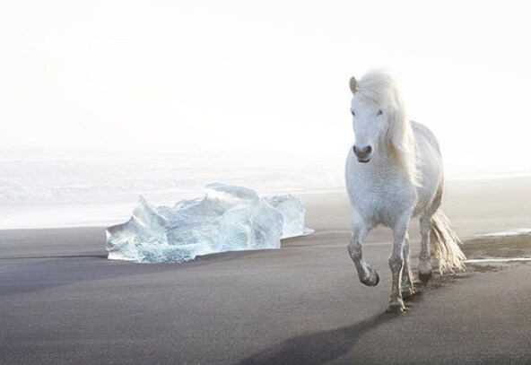Image result for drew doggett iceland horses