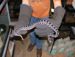 Dusky Pygmy Rattlesnake, poisonous to dogs