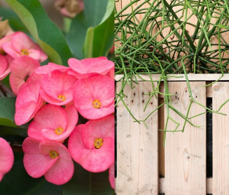 Euphorbia succulents