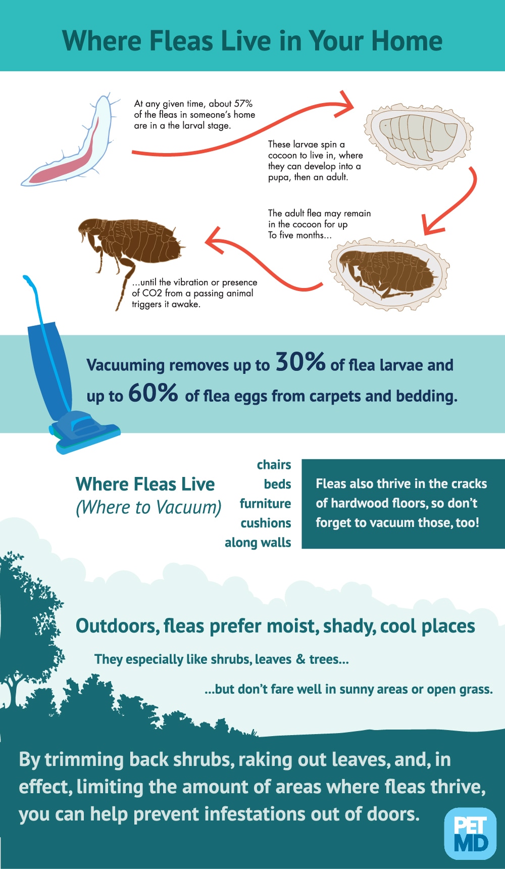 Flea Infestation Where Do Fleas Live In And Around Your Home Petmd