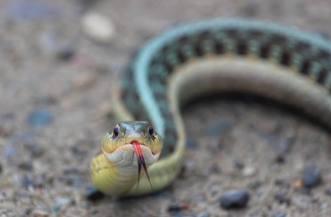 Pet Snakes That Stay Small | PetMD