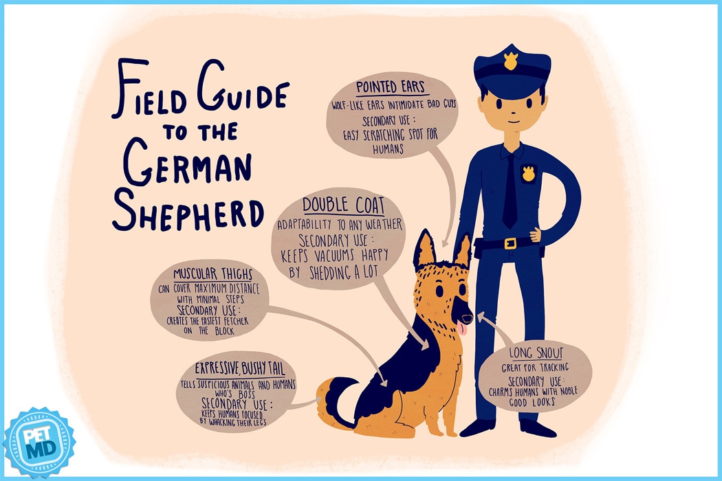 German Shepherd Dog Field Guide Petmd