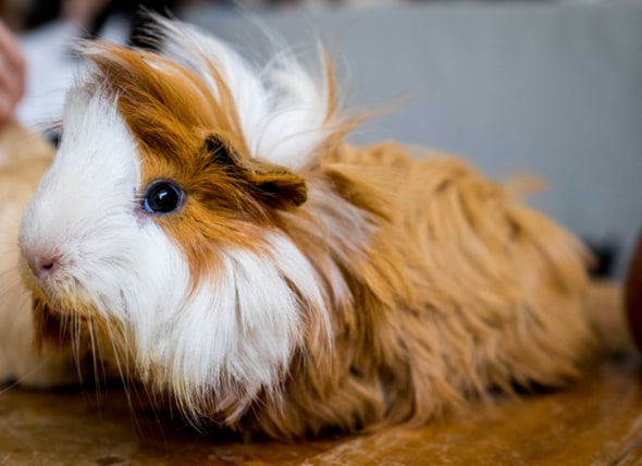 what do guinea pigs do for fun