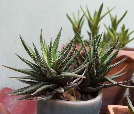 Haworthia succulent