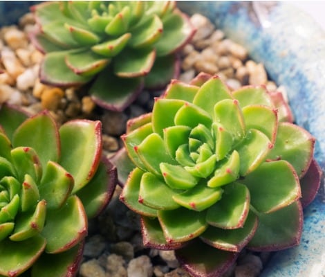 Are Succulents Poisonous To Cats And Dogs