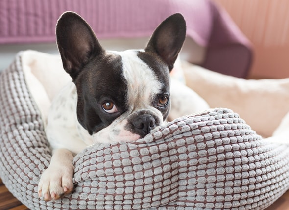 The Guide to Washing a Dog Bed | PetMD