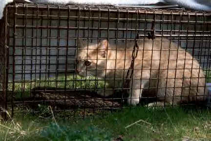 relocating outdoor and feral cats 