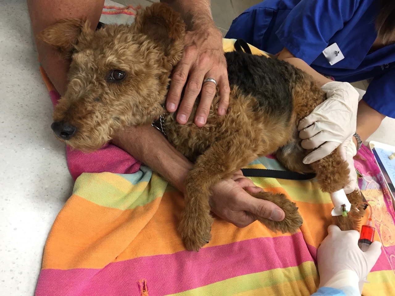 dog cancer, dog tumor, dog chemotherapy, patrick mahaney