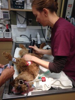 cardiff being prepped for surgery, cancer in dog, tumor in dog