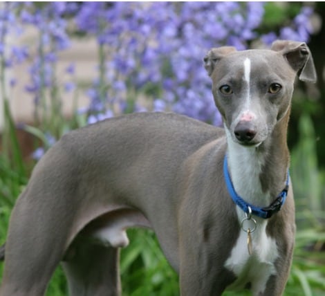 Italian Greyhound Dog Breed for Cat People