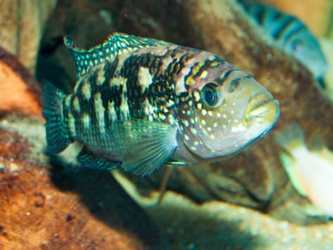jack dempsey cichlid, aggressive fish, territorial fish, aquarium fish