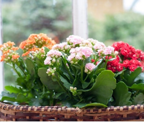 Kalanchoe Succulents