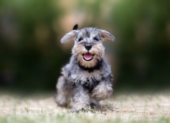 At What Age Do Dogs Stop Growing? | PetMD