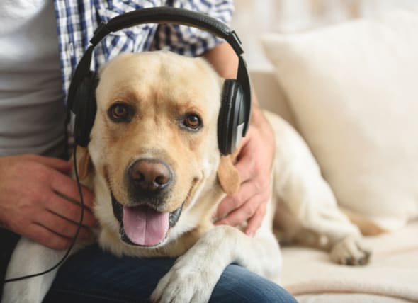 canine calming music