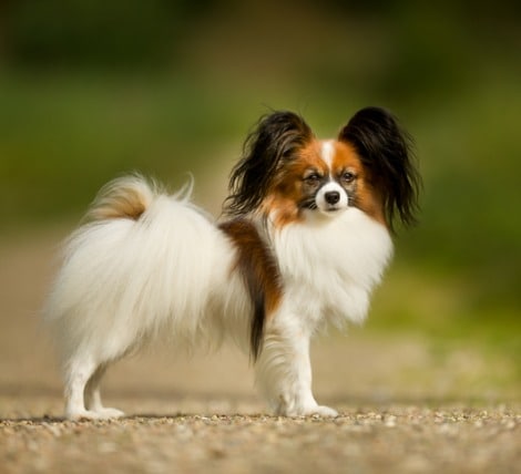 Papillon Dog Breed for Cat People