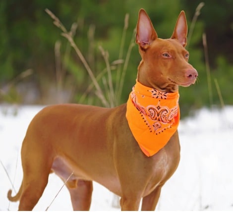 Pharaoh Hound Dog Breed for Cat People