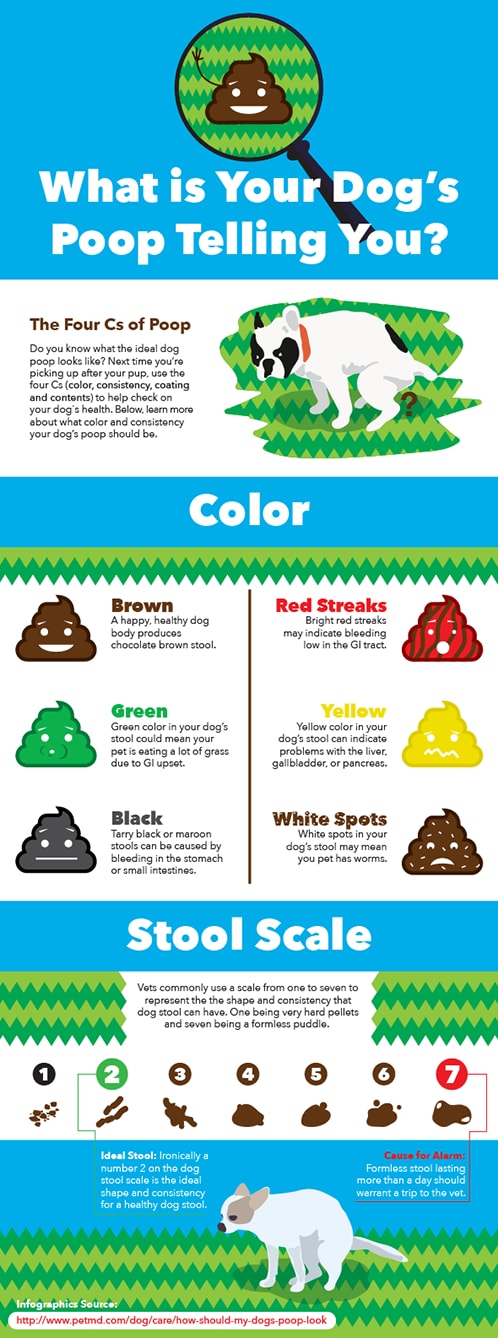 what should my dog's poop look like-infographic