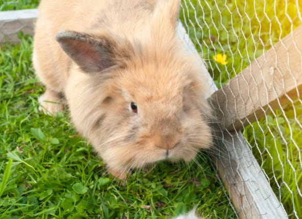 What S The Perfect Rabbit Cage Setup Petmd