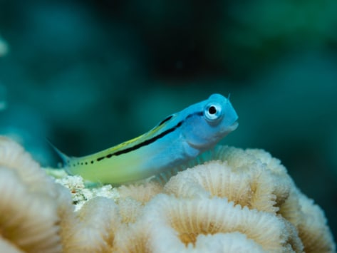 Blenny shop fish care