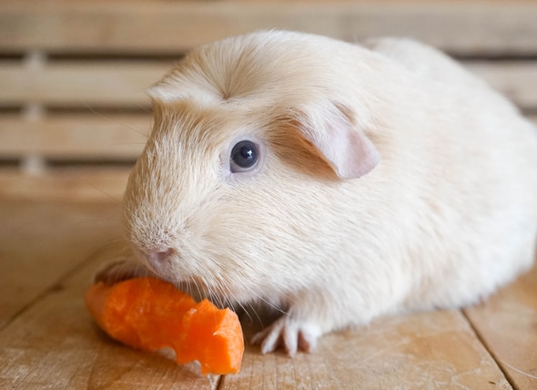 Guinea Pig Veggie Chart