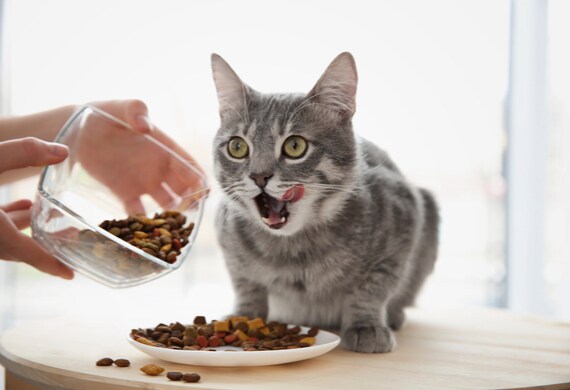 Your Cat Is Suddenly Eating a Lot