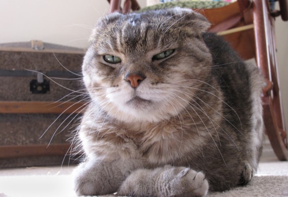SS-Weird-Cats-734450851.jpg