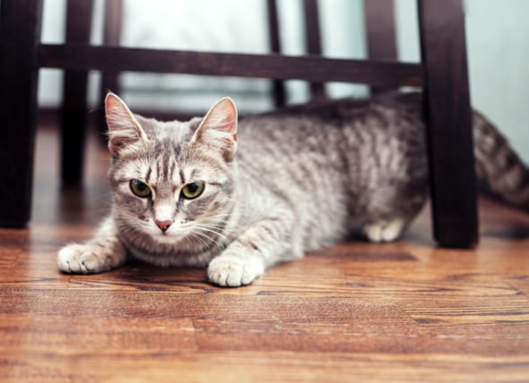 11 Ways to Help Your Cat Live Longer | PetMD