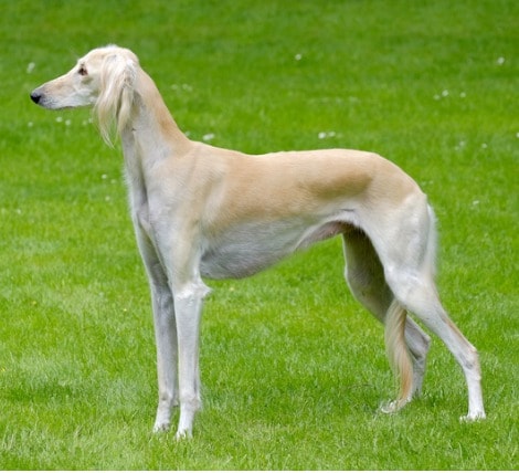 Saluki Dog Breed for Cat People
