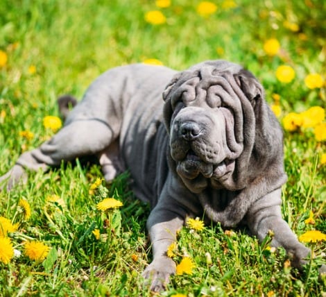 Shar Pei Dog Breed for Cat People