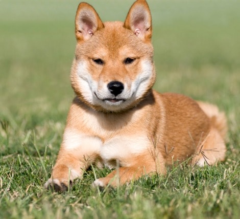 Shiba Inu Dog for Cat People