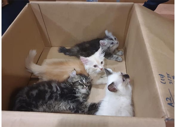 Man Gets Caught Attempting To Smuggle Kittens Into Singapore