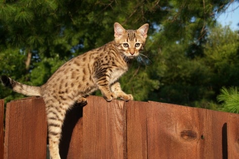 Savannah House Cat Breed Pictures Info Petmd Petmd,How To Make Cabbage Salad