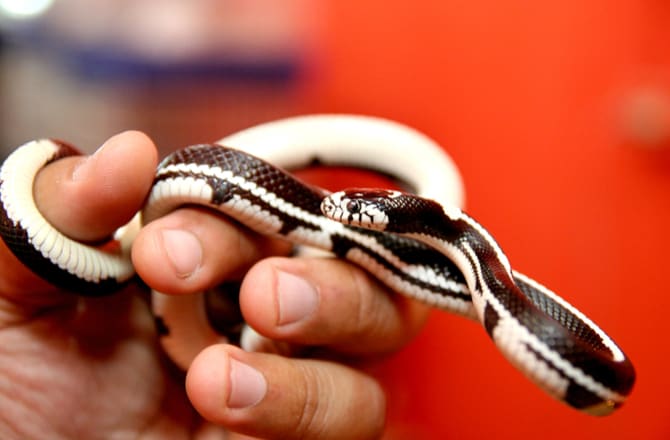 Pet Snakes That Stay Small Petmd,Picture Of A Rattle