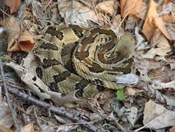 Timber Rattlesnake, poisonous to dogs