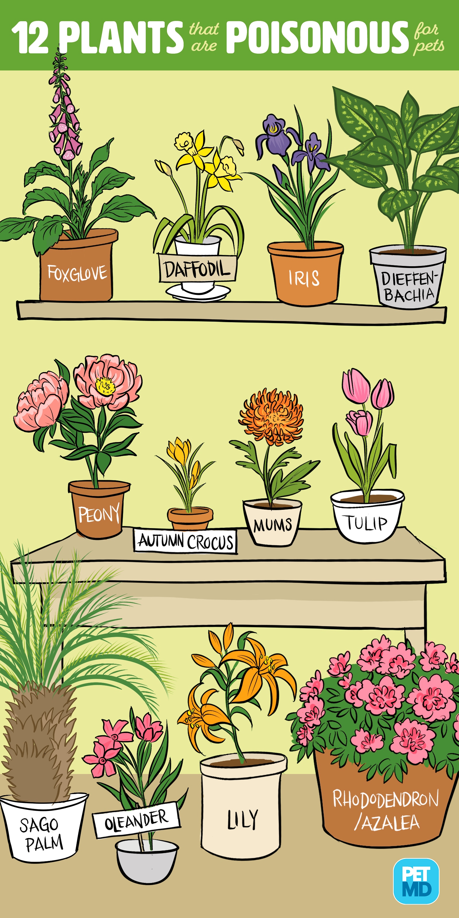 plants that are safe for dogs and cats