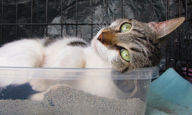feline urinary tract disease treatment