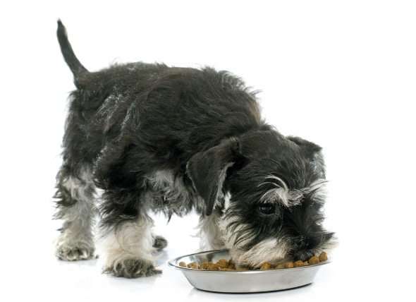 Dog Acid Reflux - Acid Reflux Treatment for Dogs | PetMD