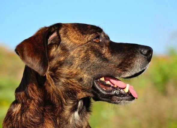 Acute Respiratory Distress Syndrome (ARDS) in Dogs | petMD