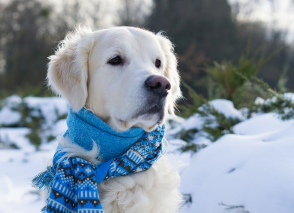 How Cold Is Too Cold for Your Dog?