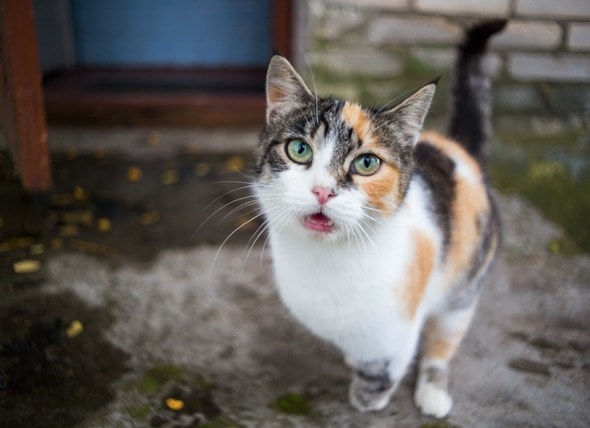 How Can Cats Find Their Way Home If Lost? PetMD