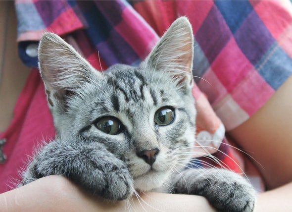 What Age Should You Spay or Neuter Your Cat? PetMD