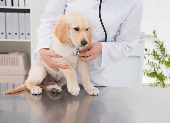What Age Should You Spay Your Dog? | PetMD