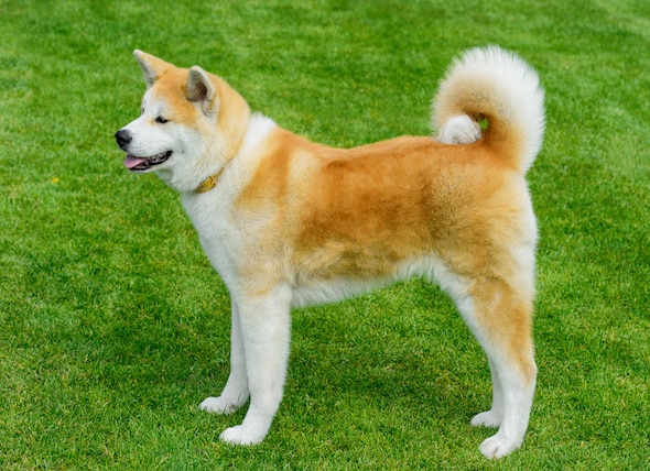 Lintlha tse 5 tse mabapi le Akita | PetMD