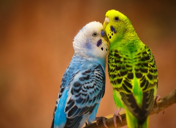 https://www.petmd.com/sites/default/files/all-about-budgerigars.jpg