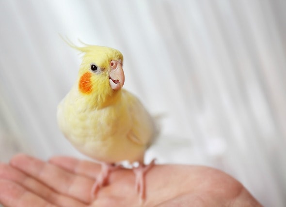 All About Cockatiels Petmd,Ornamental Grass Types