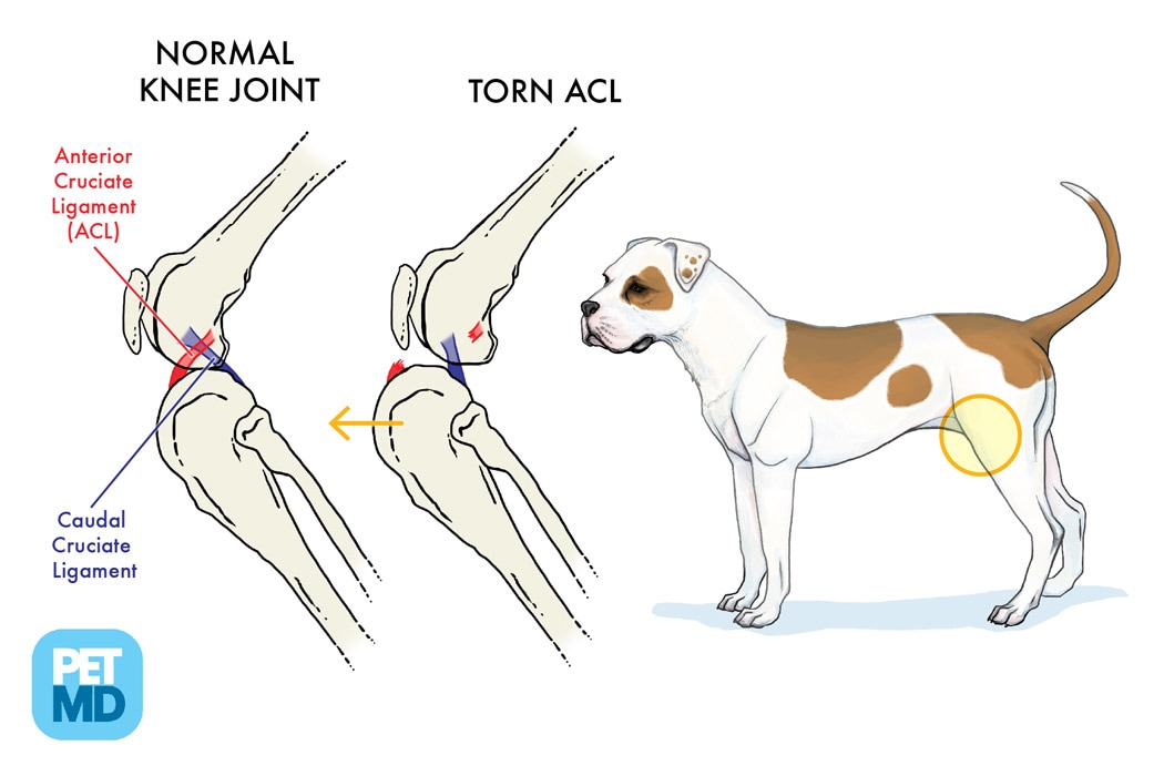 Cranial Cruciate Ligament Medical Diagram Torn Knee