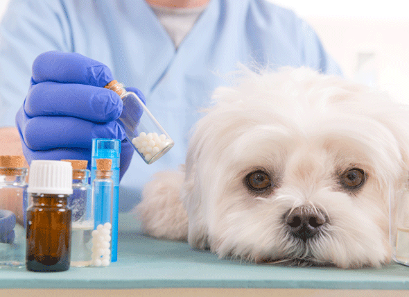 penicillin shot for dogs