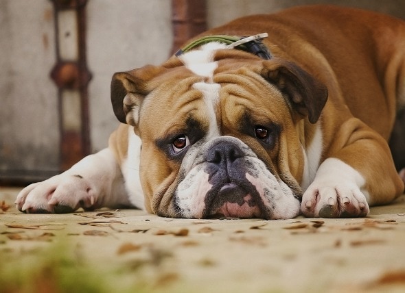 bulldog-ingles-triste