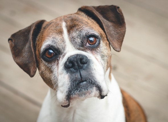 Anxiety and Compulsive Disorders in Dogs | petMD